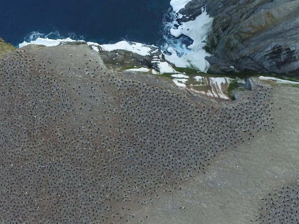 Adelie penguins