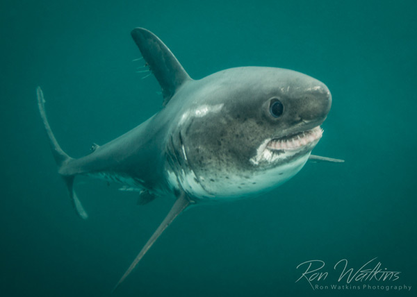 Salmon Shark