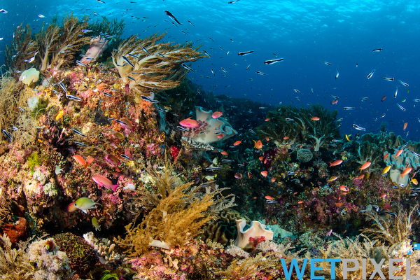 Raja Ampat on Wetpixel