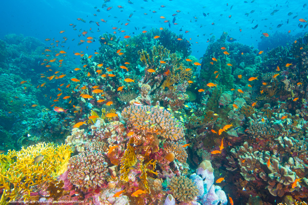 Reef scene on Wetpixel 