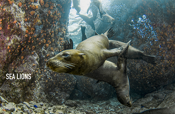 Sea Lions on Wetpixel