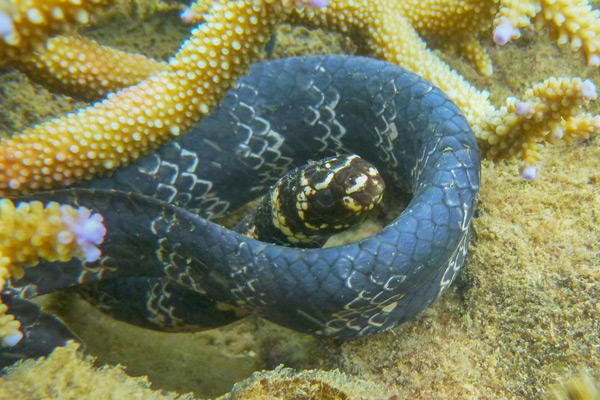 Sea snake