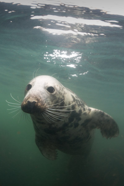 Air breathing mammals on Wetpixel