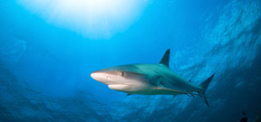 Blue shark