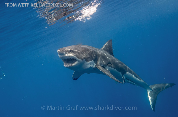 Sponsor a sharks on Wetpixel