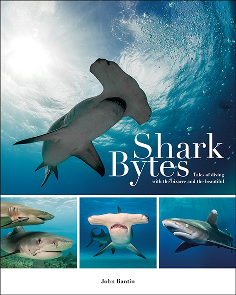 Shark Bytes on Wetpixel