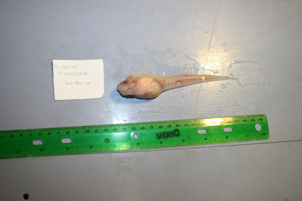 Snailfish