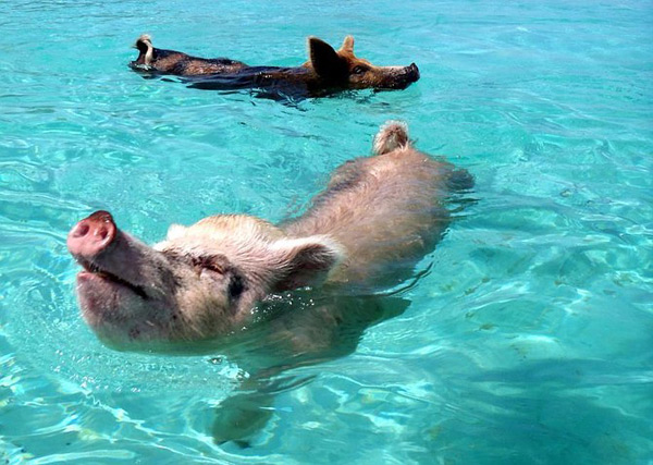 Swimming pigs