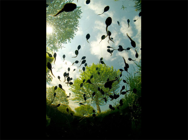 Tadpoles