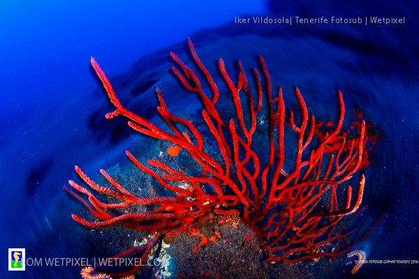 2015 Tenerife Guimar Fotosub splash in contest on Wetpixel