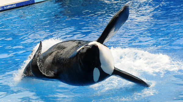 Tilikum