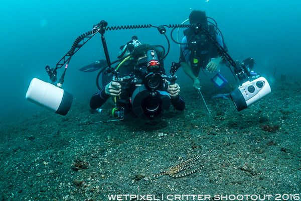 Abi lembeh