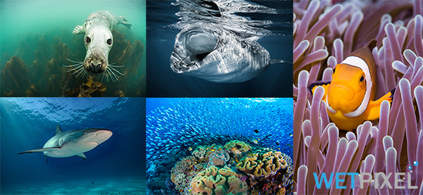 UN World Oceans Day on Wetpixel