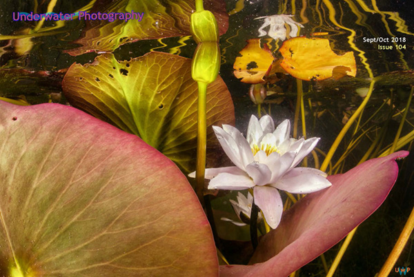 Underwater photography on Wetpixel