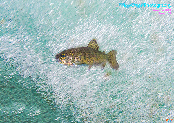 Underwater Photography on Wetpixel