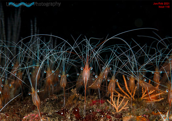 Underwater Photography on Wetpixel