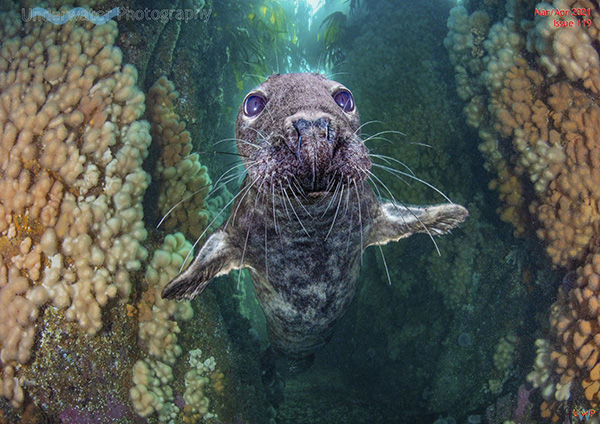 Underwater Photography on Wetpixel