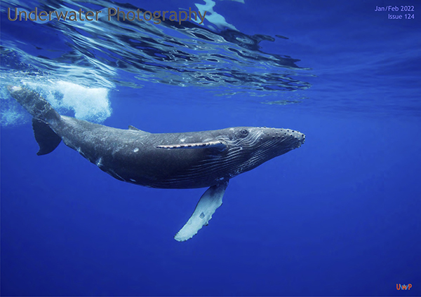 Underwater photography on Wetpixel