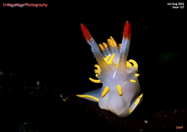 Underwater Photography on Wetpixel