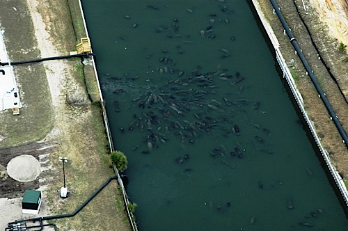 Aerial view of manatees gathering at the Cape Canaveral power plant.(FWC photo).