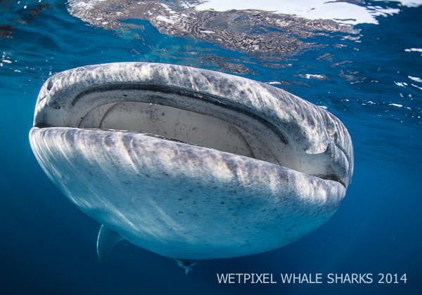 Wetpixel Whale Sharks 2014