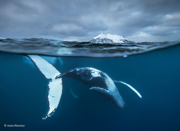 Photographer of the Year on Wetpixel