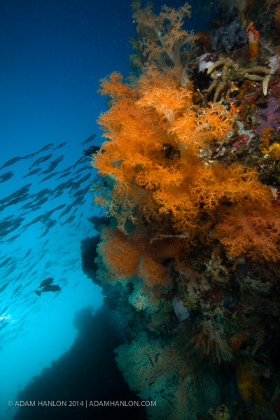 Wetpixel editor Adam Hanlon's reef scene on Wetpixel