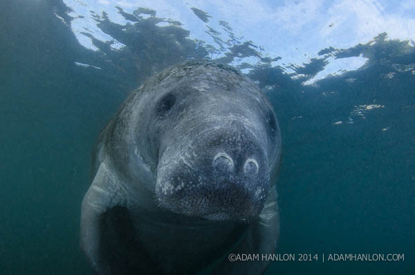 Manatee by Joe Romeiro on Wetpixel