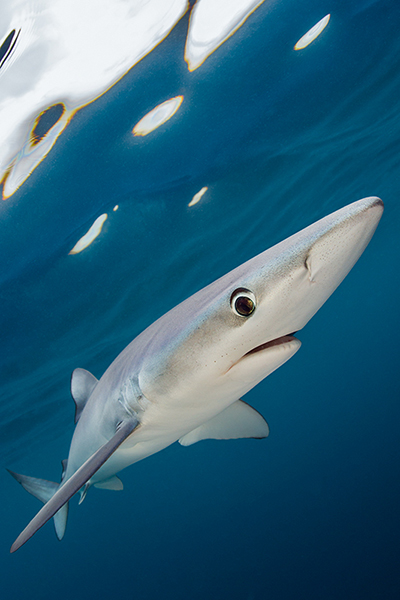 Blue shark by Alex Mustard on Wetpixel