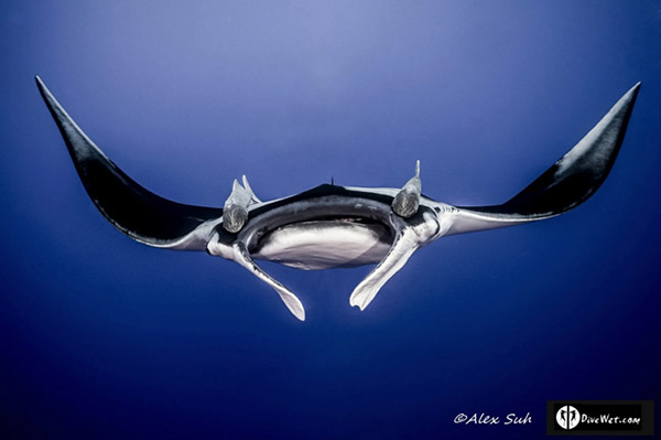 Manta Ray on Wetpixel