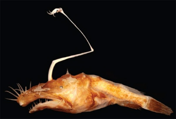 Anglerfish