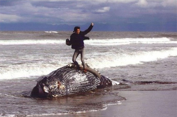 Beached whale