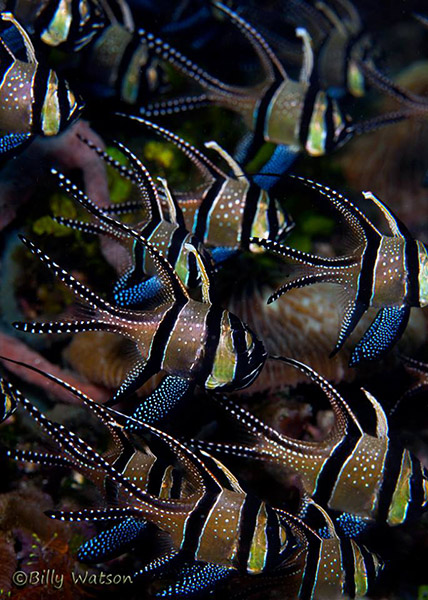 Billy Watosn Banggai cardinalfish on Wetpixel