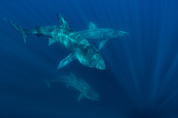 Underwater photography on Wetpixel