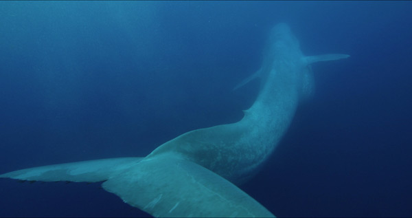 Blue whale