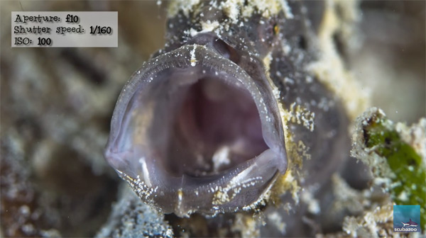 frogfish