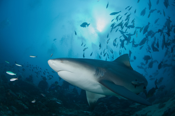 Bull shark