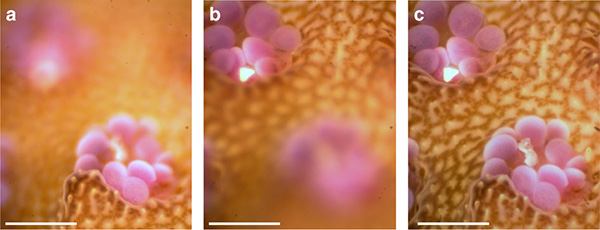 Underwater microscope on Wetpixel