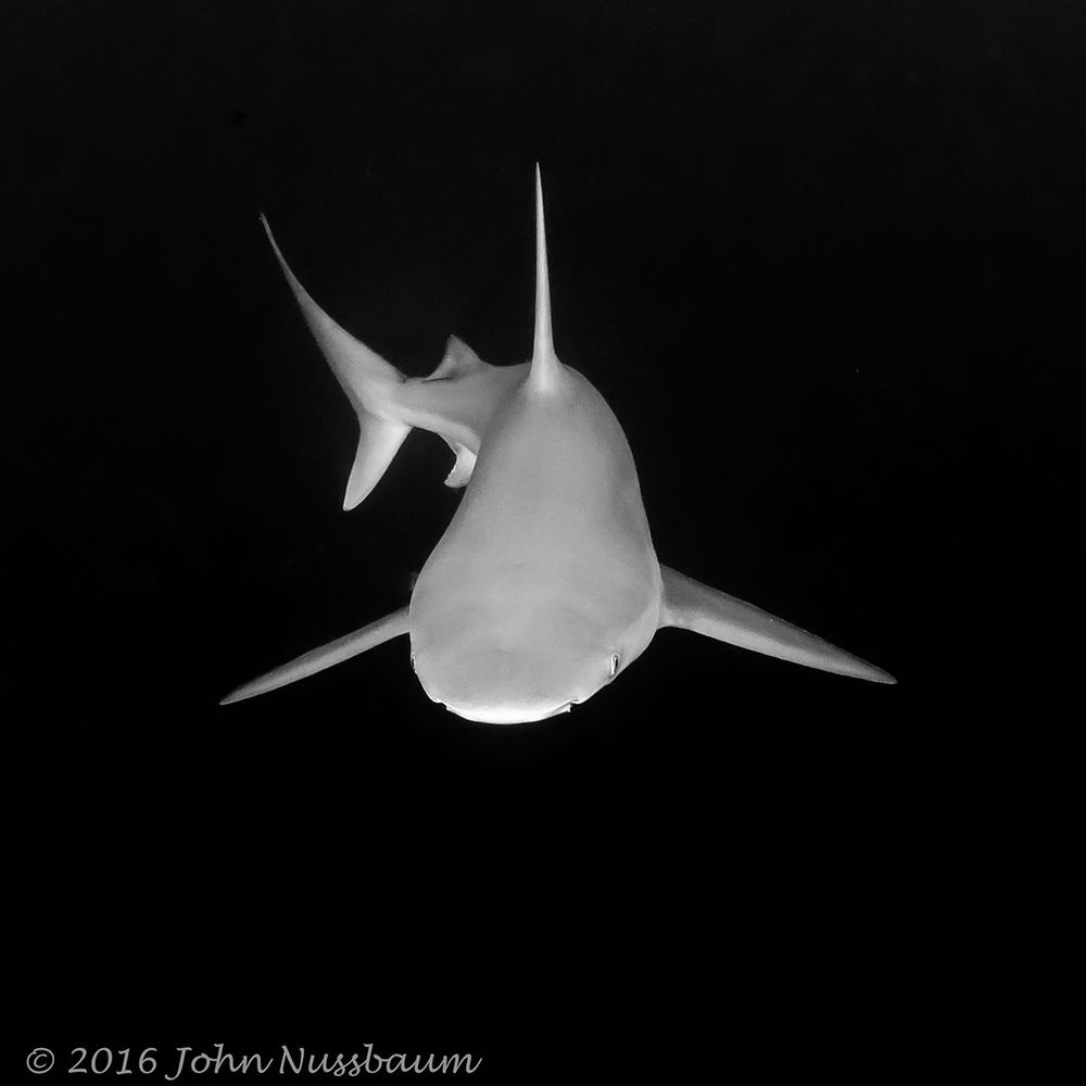 BW shark