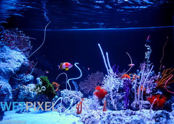 California Academy of Sciences on Wetpixel