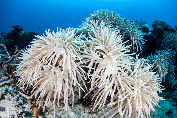 Coral bleaching on Wetpixel