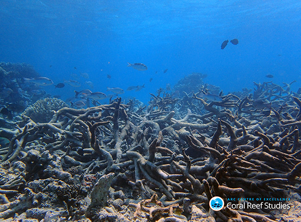 Coral bleaching on Wetpixel