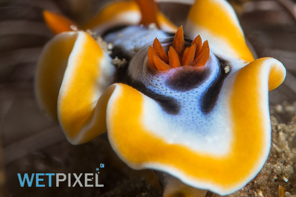 Lembeh vs Gulen Resort (©Adam Hanlon 2014) on Wetpixel