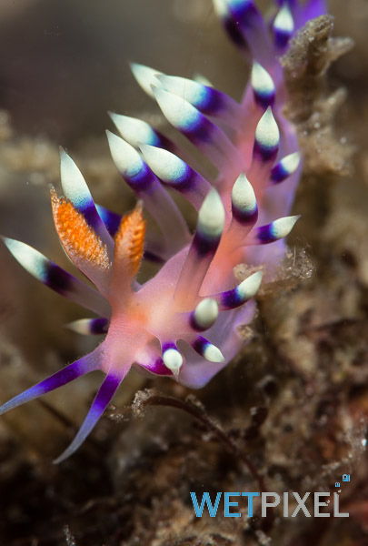 Lembeh vs Gulen Resort (©Adam Hanlon 2014) on Wetpixel