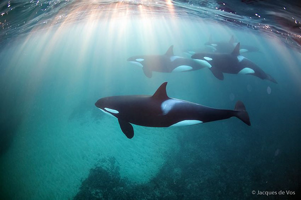 Orcas on Wetpixel