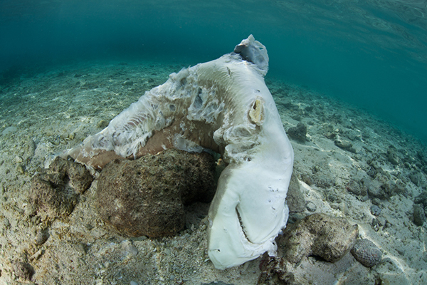 Finned shark on Wetpixel