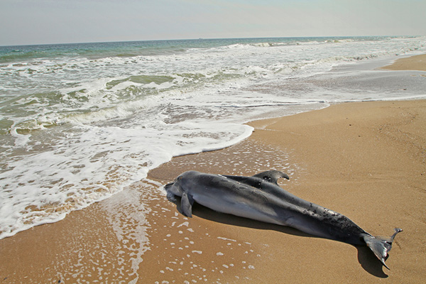 whale grieving on Wetpixel