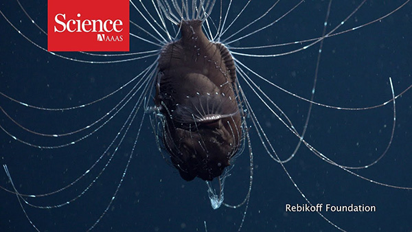 Deep sea anglerfish on Wetpixel