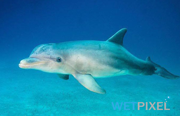 dolphins on Wetpixel