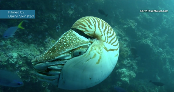 Nautilus